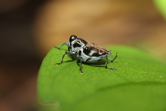 Zygopini