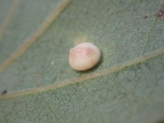 Cynips douglasii
