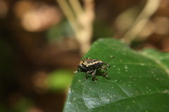 Heilipodus lateralis