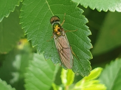 Sarginae