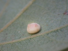 Cynips douglasii
