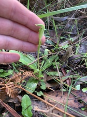 Pterostylis