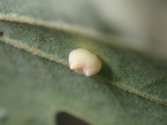 Cynips douglasii