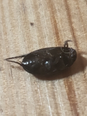 Agabinae