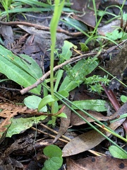 Pterostylis