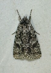 Acronicta impressa
