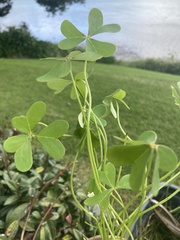 Oxalis pes-caprae