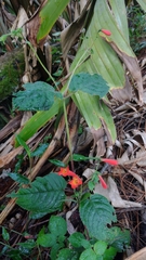 Achimenes pedunculata