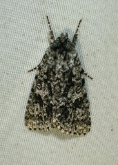 Acronicta impressa