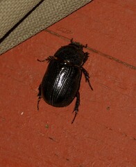 Pentodontini