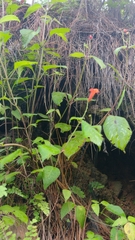 Achimenes pedunculata