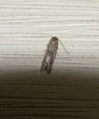 Pigritia