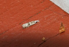 Microcrambus