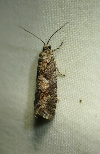 Yellow Spruce Budworm Moth