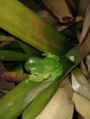 Ranoidea caerulea