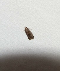 Euzophera semifuneralis