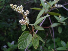 Ceanothus caeruleus