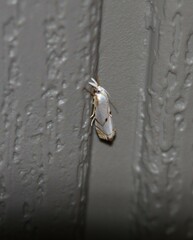 Microcrambus biguttellus