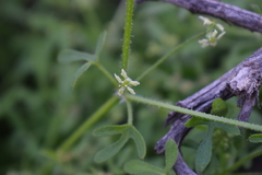 Bowlesia uncinata