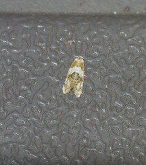 Aethes argentilimitana