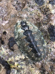 Acanthochitona hirudiniformis