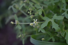 Bowlesia uncinata