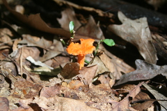 Cantharellus cinnabarinus