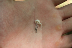 Tetrapyrgos nigripes