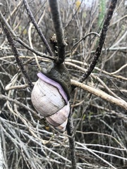 Porphyrobaphe iostoma
