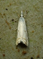 Crambus albellus