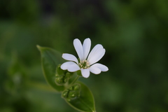 Stellaria chilensis