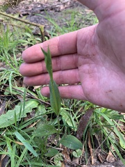 Pterostylis alpina