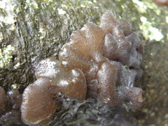 Exidia novozealandica