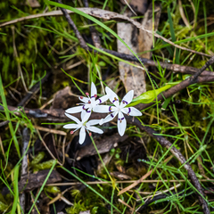 Wurmbea dioica