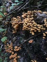 Xeromphalina