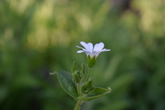 Stellaria chilensis