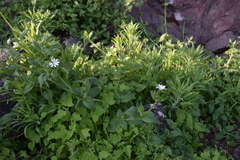 Stellaria chilensis