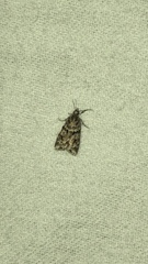 Eudonia heterosalis