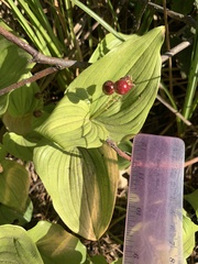Maianthemum dilatatum