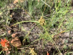 Cyperus eragrostis