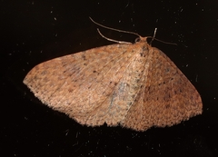 Epicyme rubropunctaria