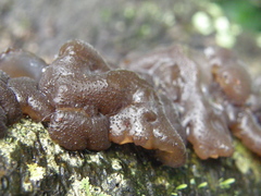 Exidia novozealandica
