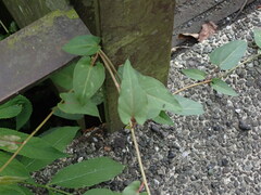 Reynoutria multiflora