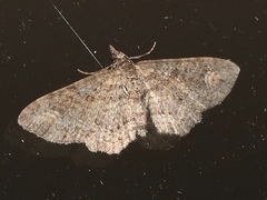 Pasiphilodes testulata