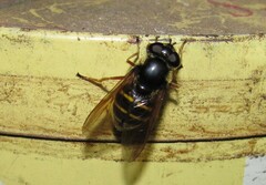 Sericomyia chalcopyga
