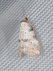 Hyperstrotia pervertens