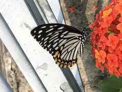 Papilio clytia
