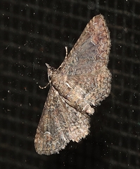 Pasiphilodes testulata
