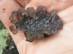 Exidia novozealandica