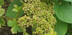Glehnia littoralis